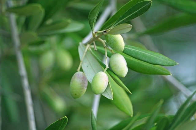 olives-tea