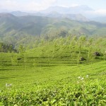 【中国茶】七境緑茶ってどんなお茶？