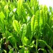 緑茶畑