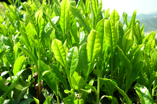 緑茶畑